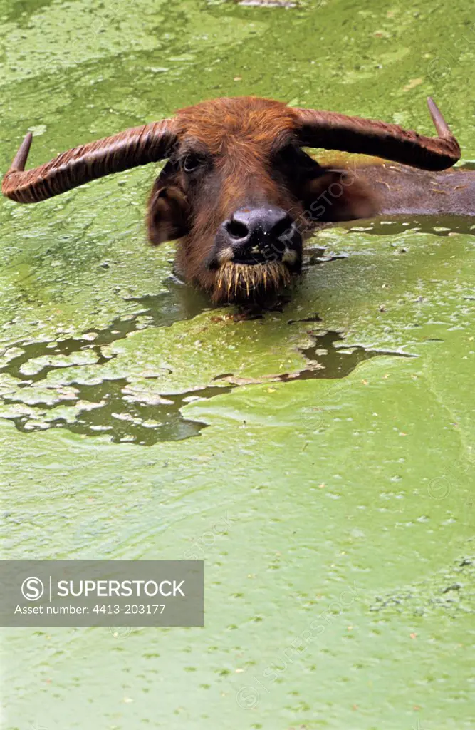 Water buffalo taking bath Thailand