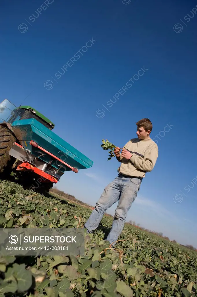 Farmer monitoring the state of health of turnip France