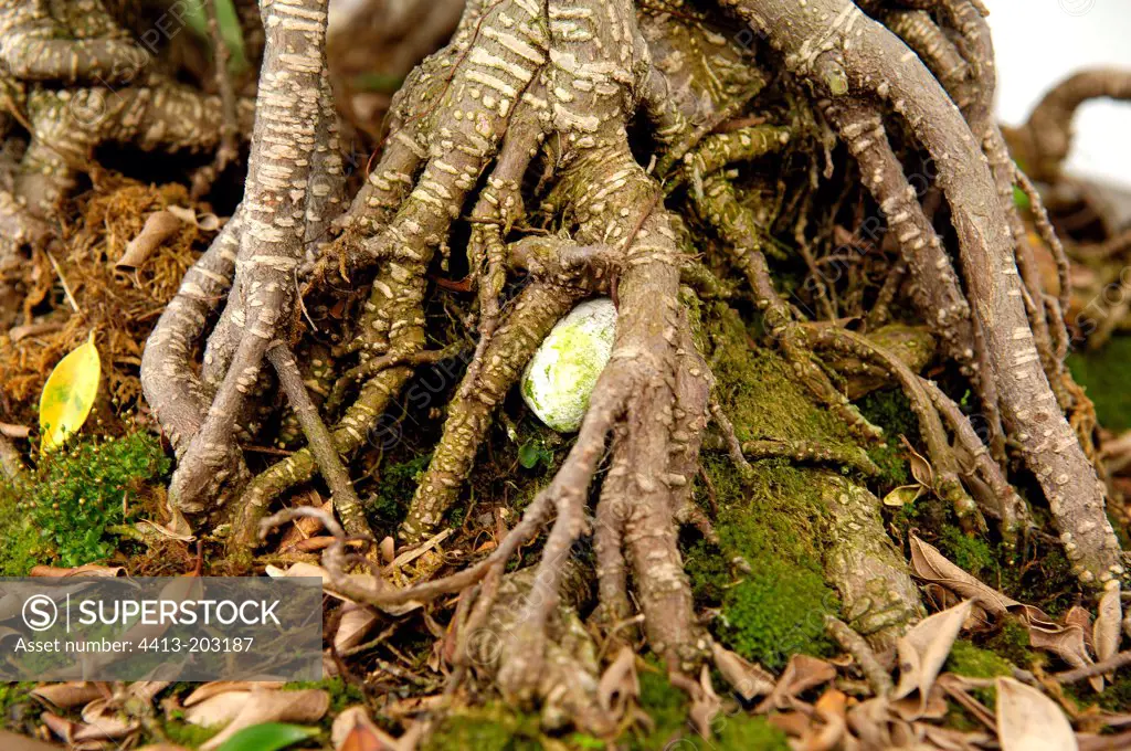 Base of the trunk and roots of Ficus bonsai in the woods