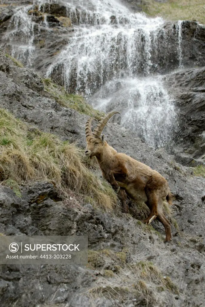 Ibex male under a cascade Vanoise France