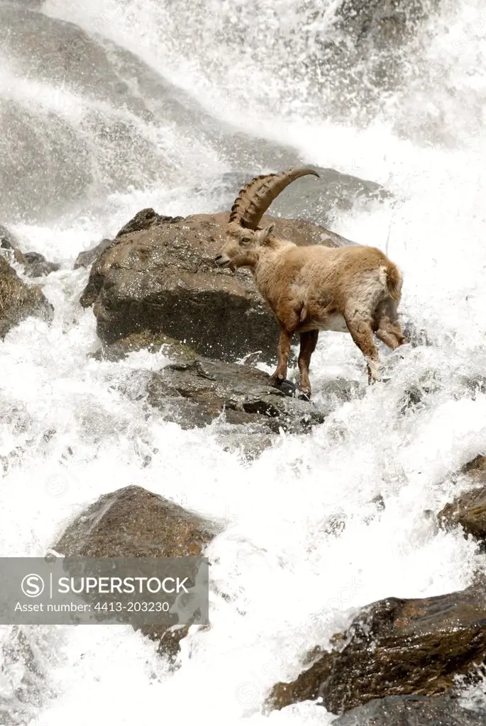 Ibex male crossing a torrent Vanoise France