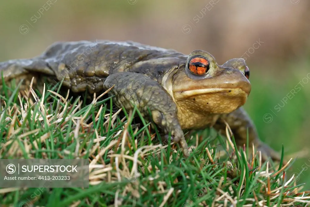 Common Toad Parc Naturel Régional des Volcans d'Auvergne