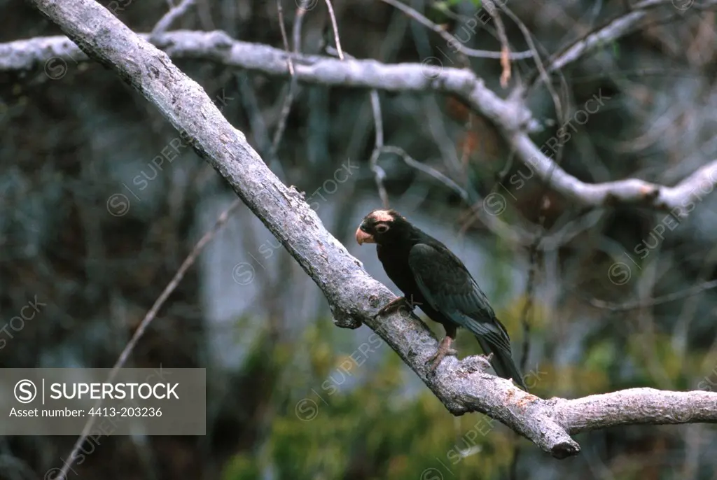 Parrot on a branch in Ankarana reserve Madagascar