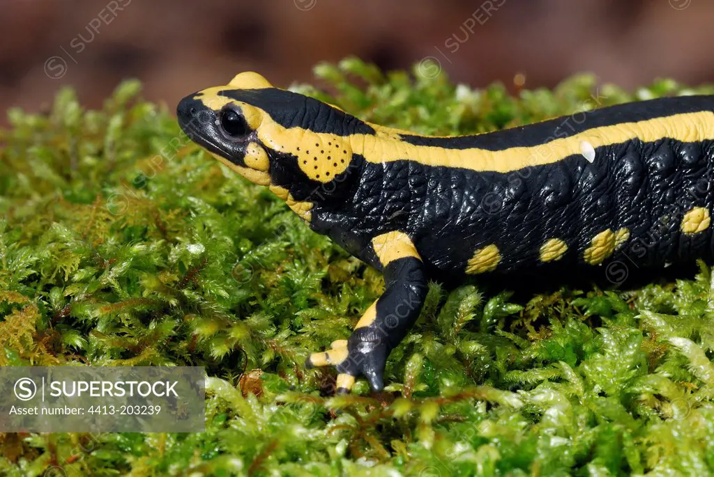 Speckled Salamander Parc Naturel des Volcans d'Auvergne