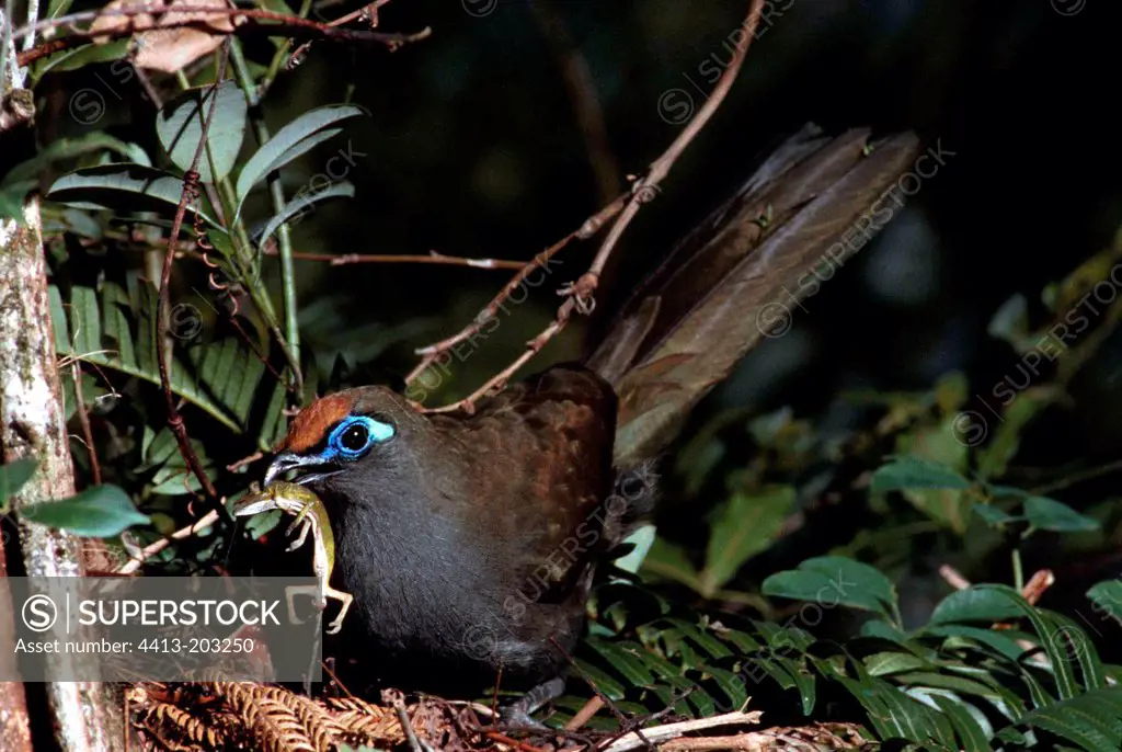 Coua bringing back a prey to its youngs in nest Madagascar