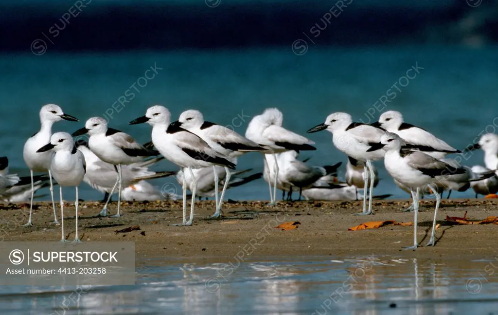 Group of Crab plovers at rest on coastal mud-flat Madagascar