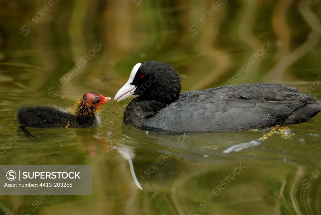 Common Coot feeding its fledgling France