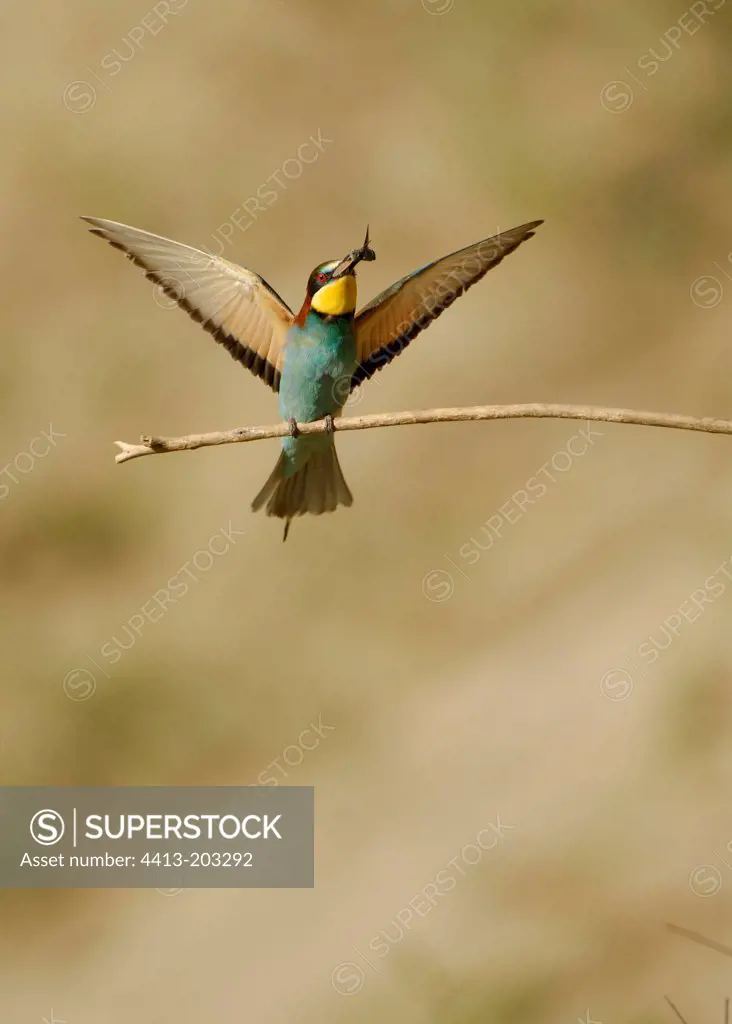 European bee eater on a branch with insect in beak France