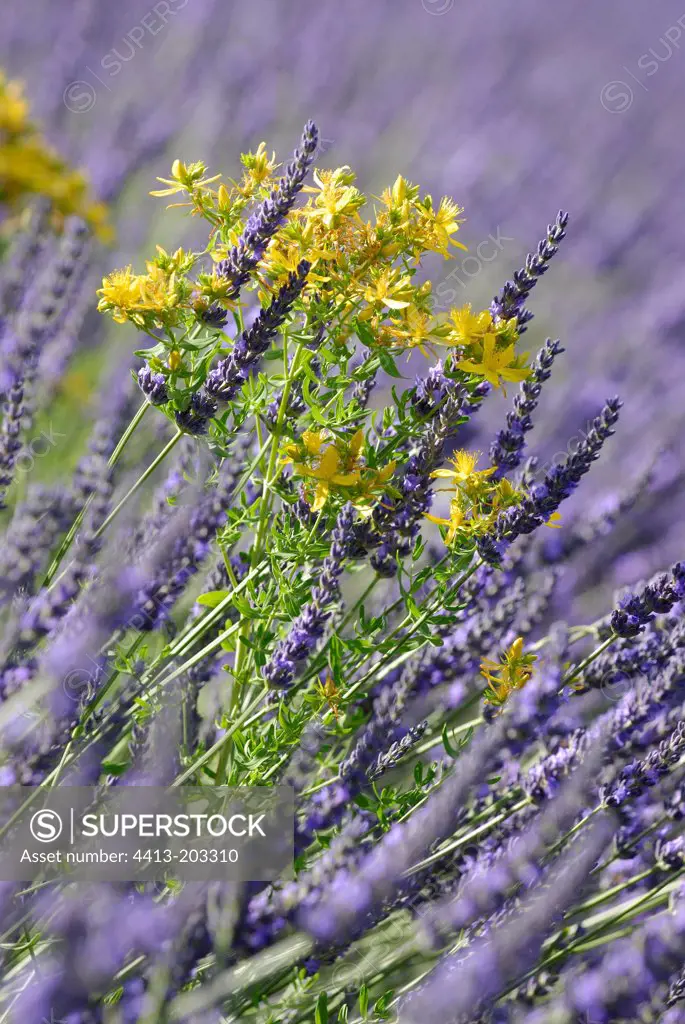 St John's wort in a lavender field Sault Vaucluse France