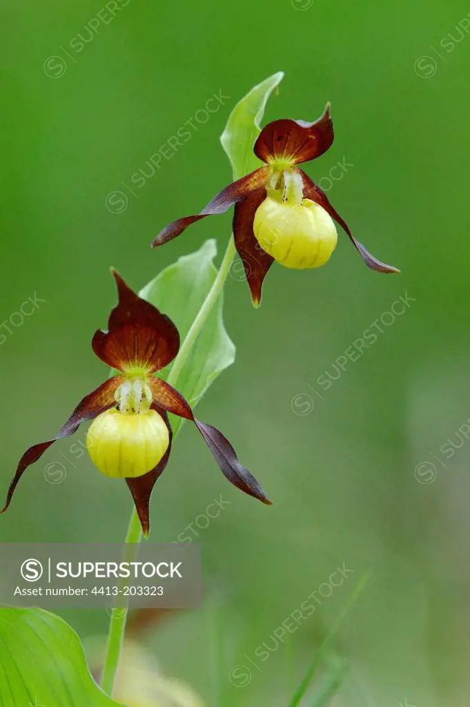 Flowers of Guckulos Chartreuse Savoie France