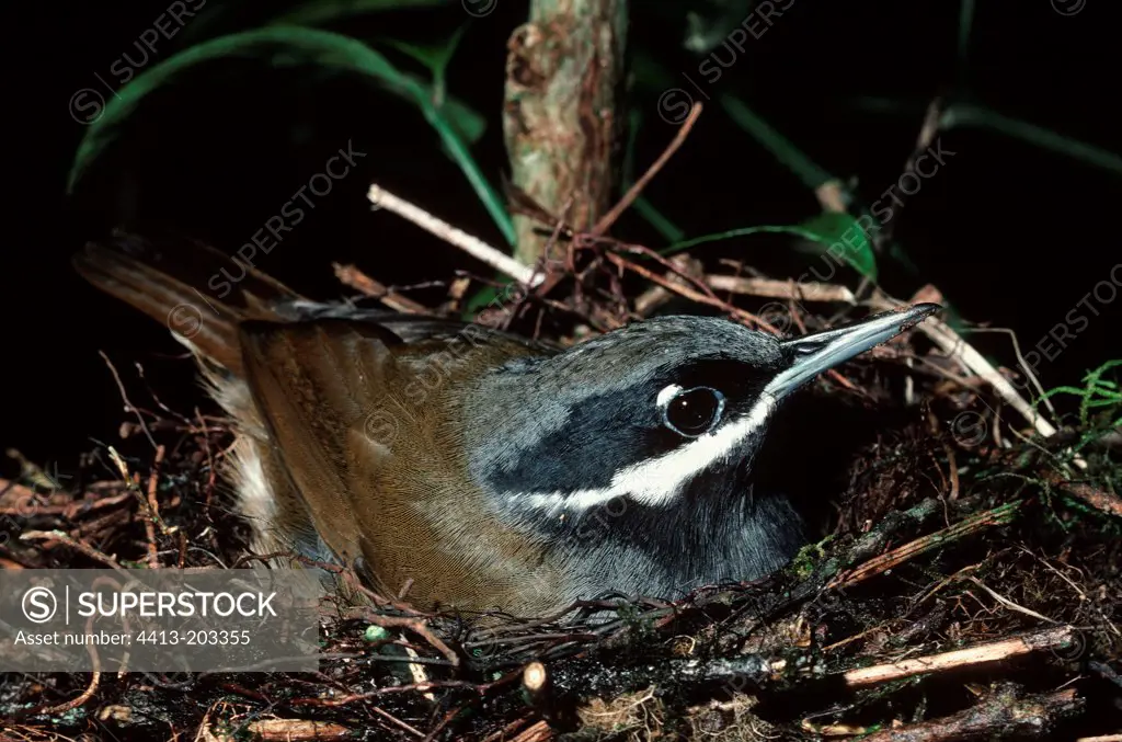 Male Crossley's babbler incubating at nest NP of Ranomafana
