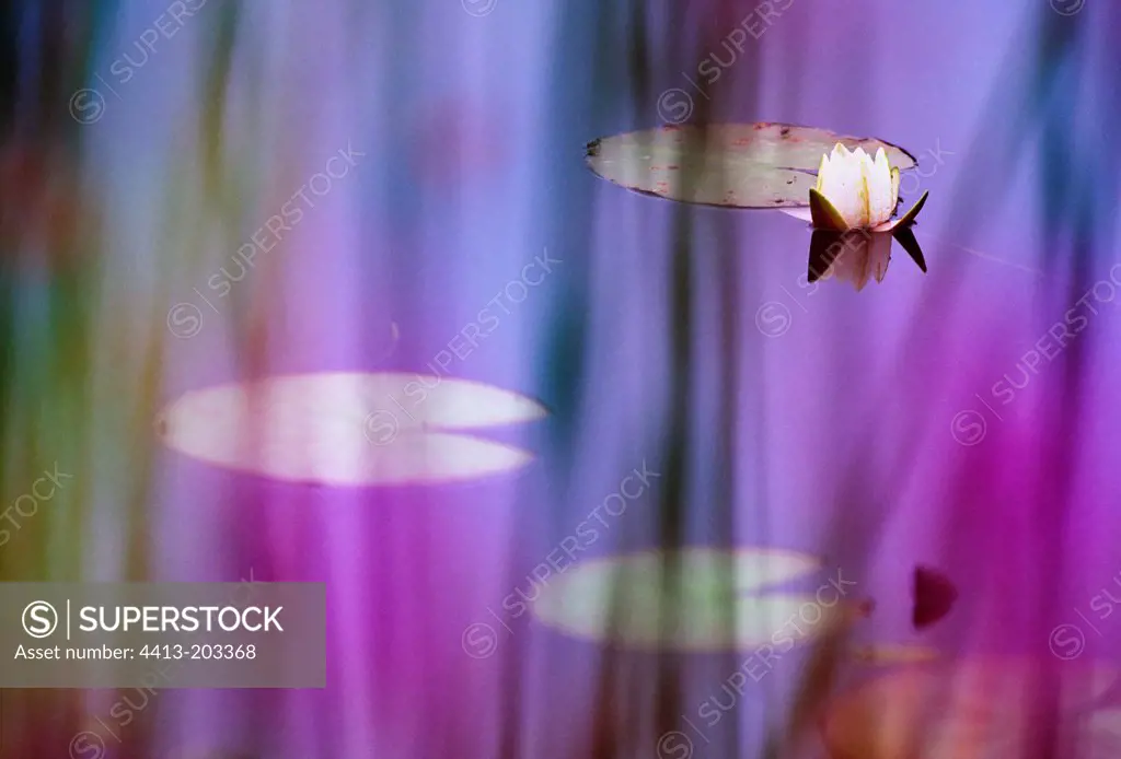 White pond lily seen through purple loosestrife flowers