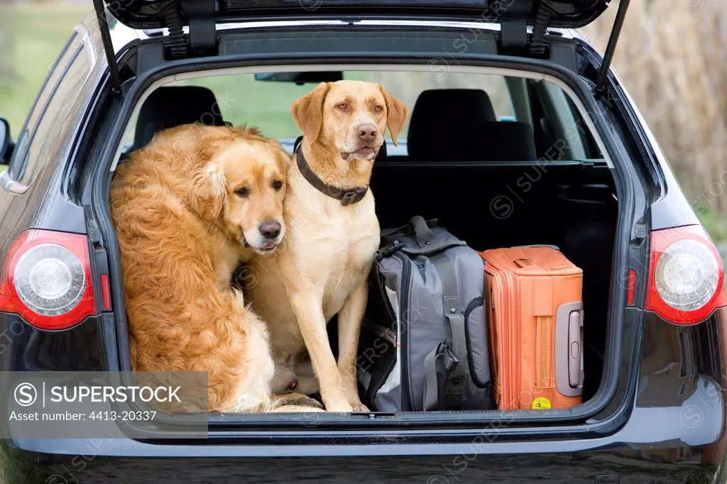 Dogs in a car for a departure on holiday France
