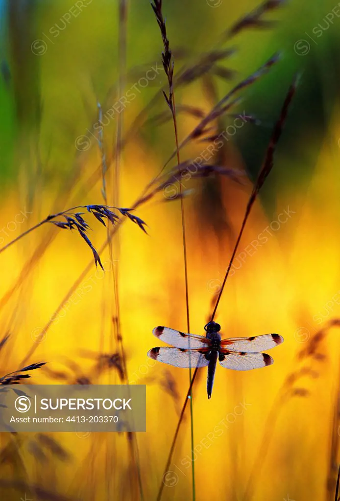 Four spotted skimmer in a meadow at sunrise Switzerland