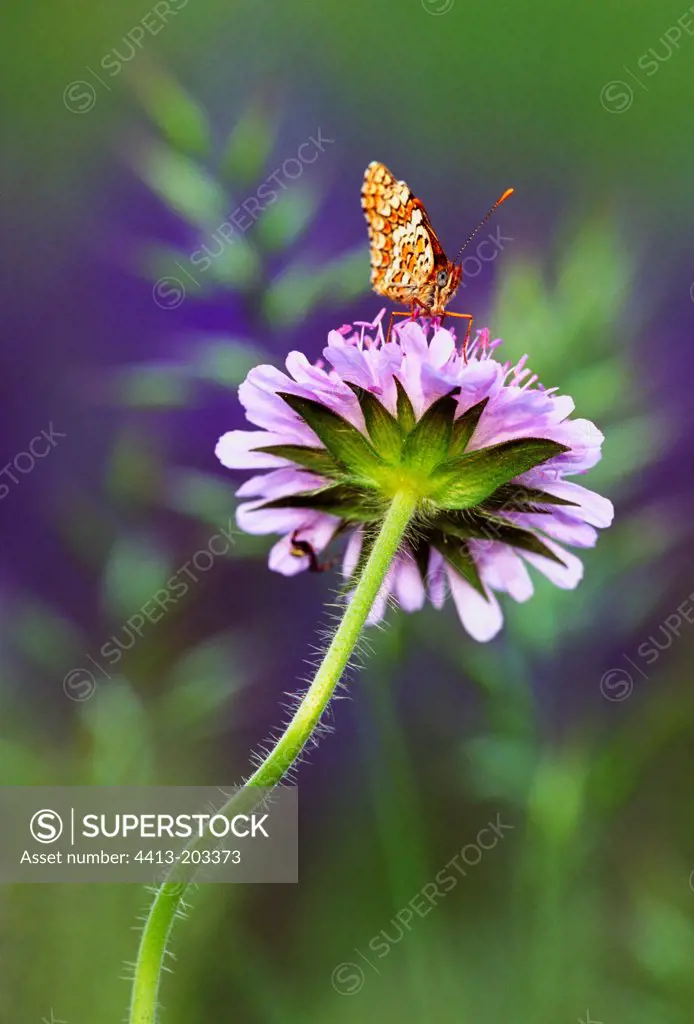 Fritillary posed on a capitulum of Scabieusia Switzerland