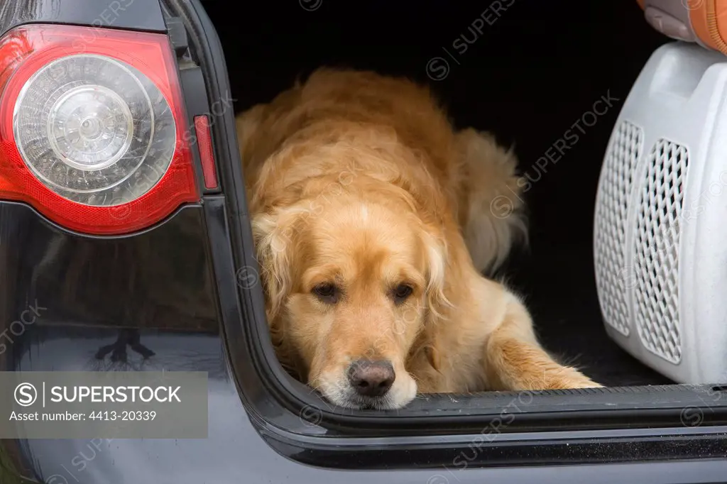 Dog in a car with case with cat France