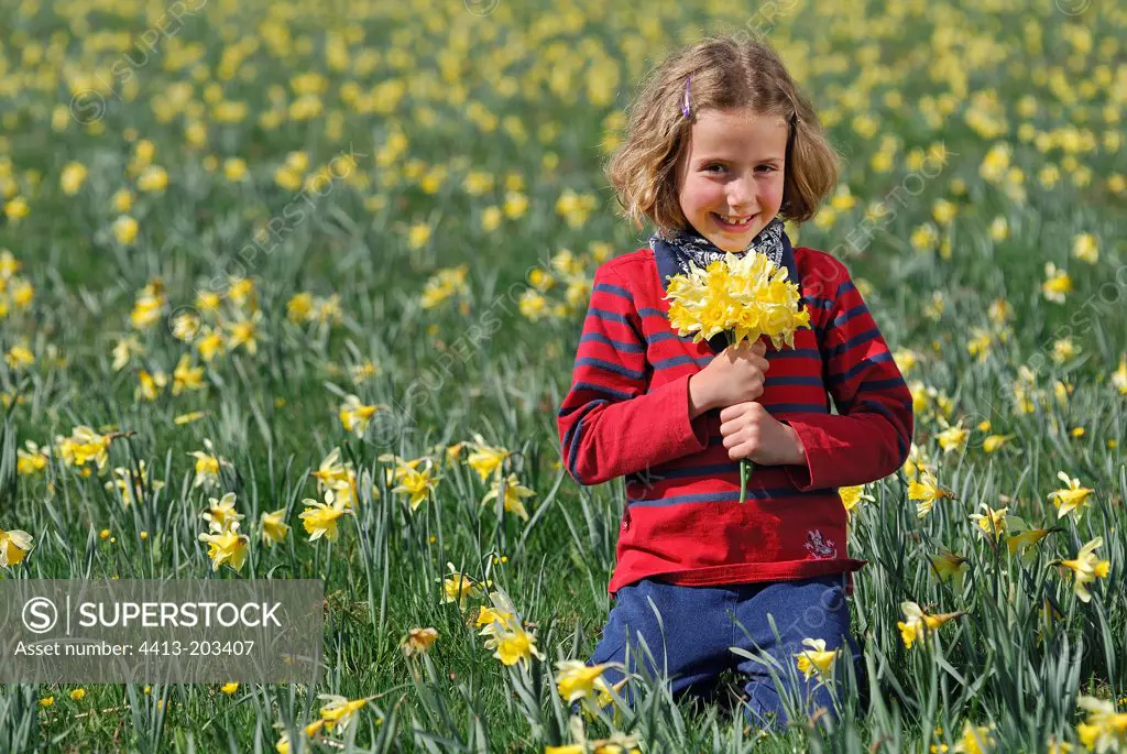 Girl picking Daffodils Cézallier Auvergne France