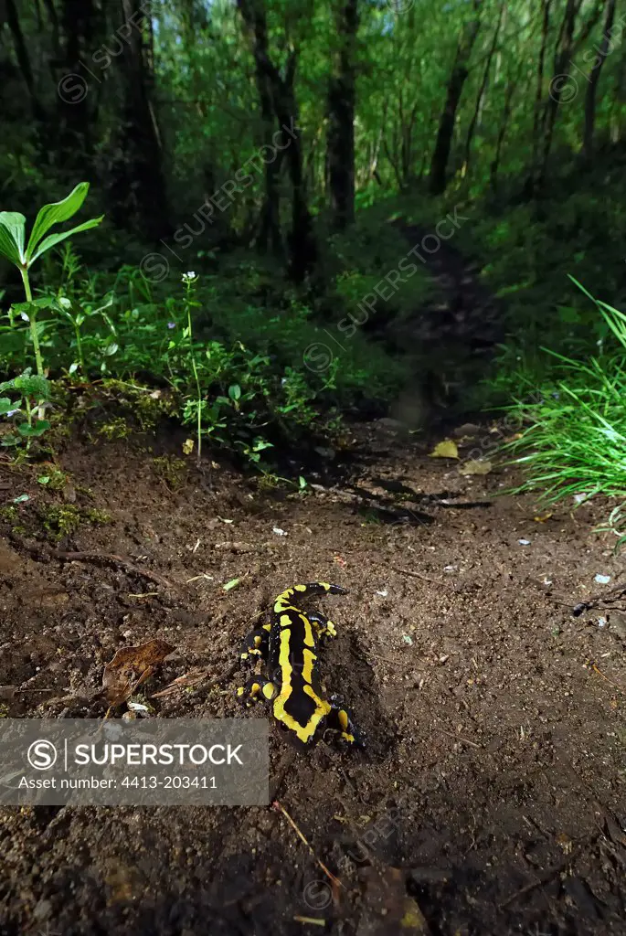 Speckled Salamander in underwood Auvergne France