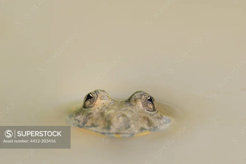 Portrait of Yellow-bellied Toad Auvergne France
