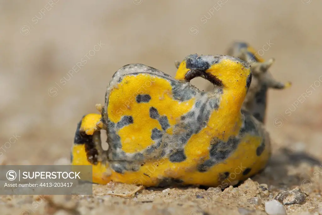Yellow-bellied Toad defense attitude Auvergne France