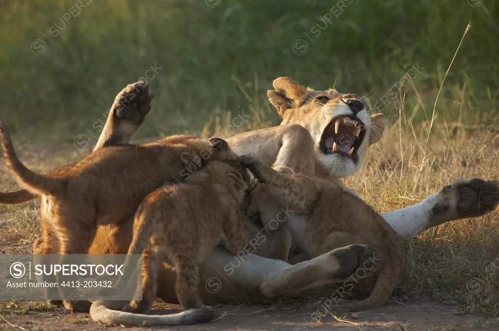 Lion cubs sucking their mother Masai Mara Kenya
