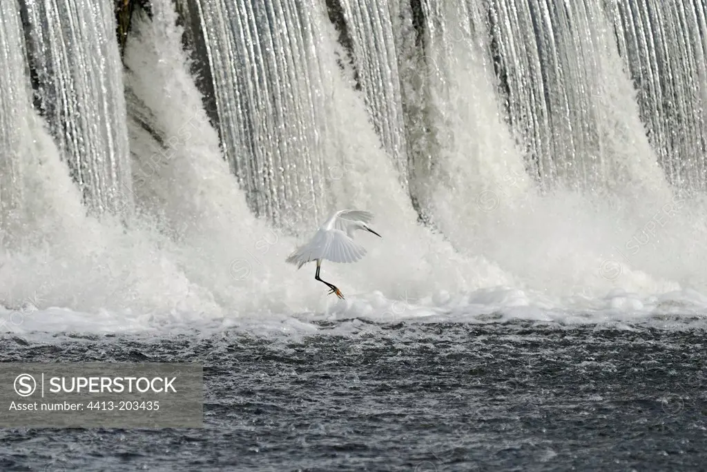 Little Egret landing on turmoil Loire France