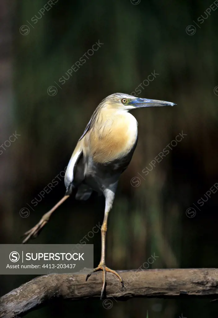 Squacco Heron on a branch