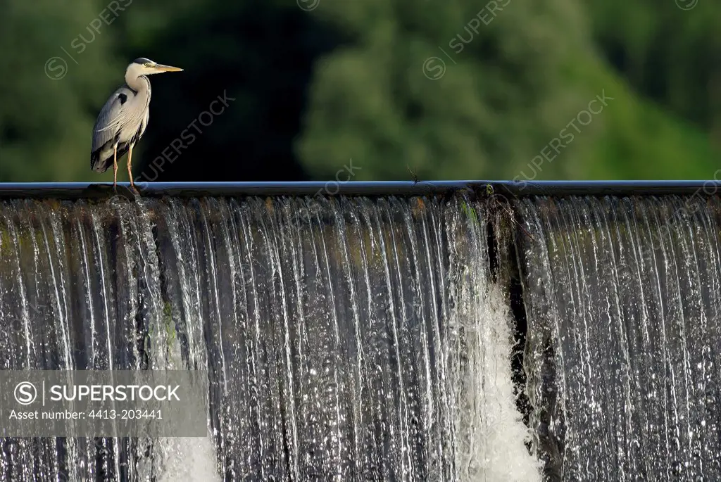 Grey Heron stalk on the Loire Burgundy France