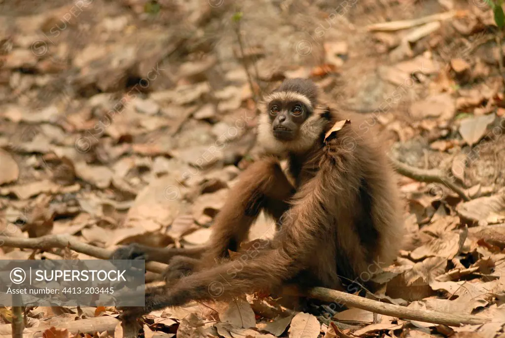 Gibbon through a fence sanctuary Kalaweit Borneo