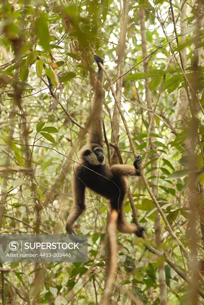 Gibbon in the trees at the Shrine of Kalaweit Borneo