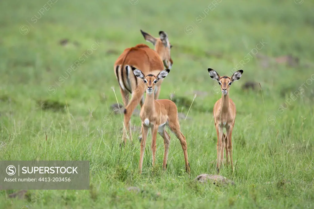 Young Impalas and their mother in savanna Masai Mara Kenya