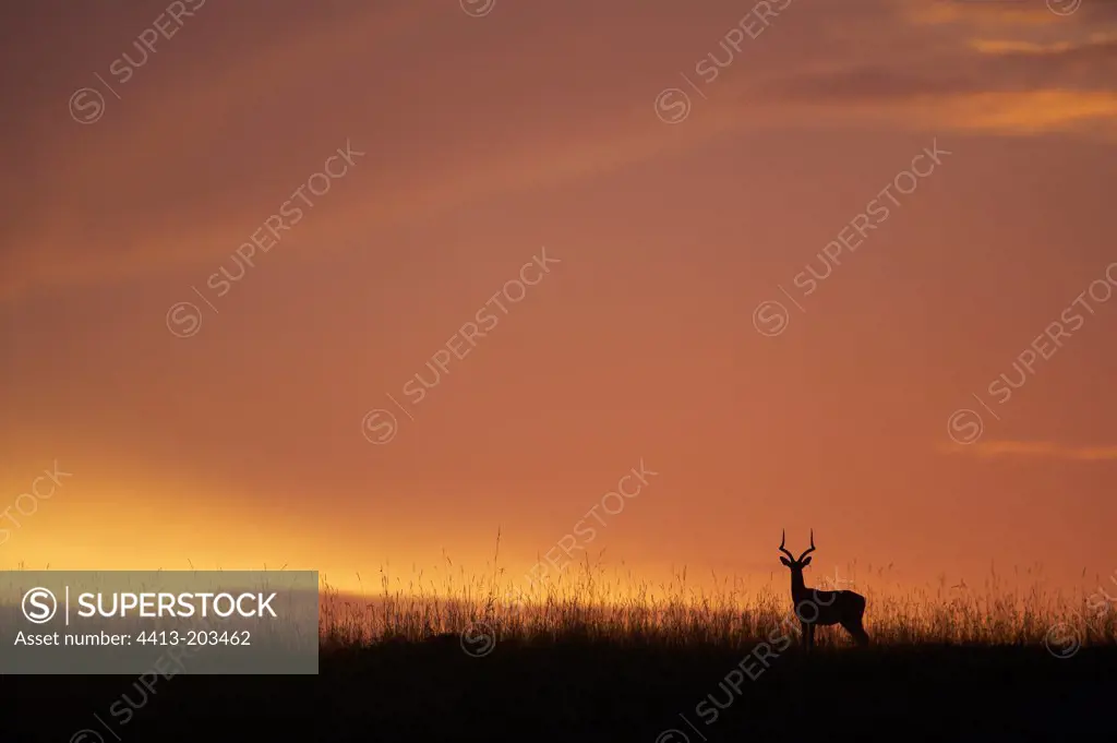 Silhouette of a male Impala at twilight Masai Mara Kenya