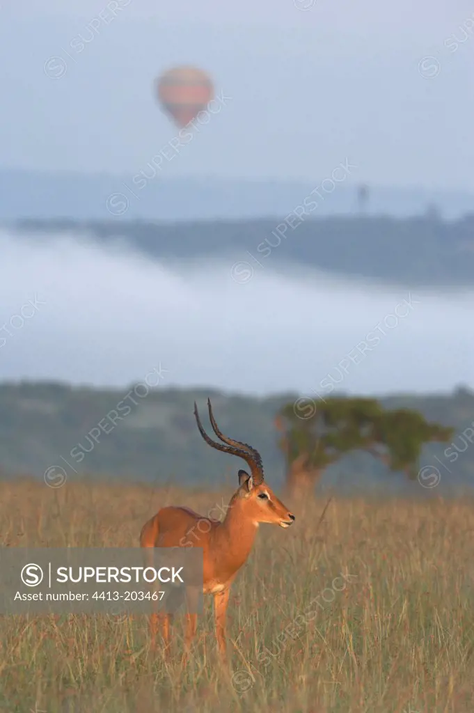 Male Impala and hot air-balloon in savanna Masai Mara Kenya