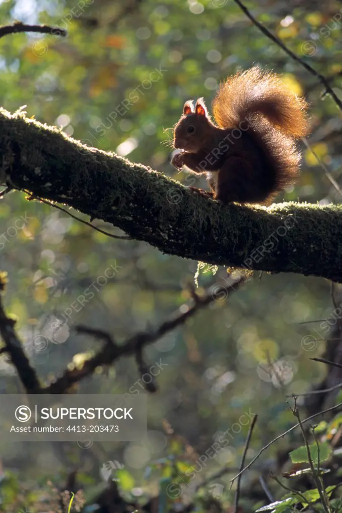 Red squirrel eating on a branch Doubs valley France