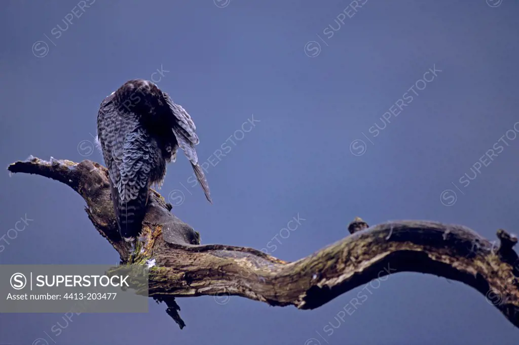Peregrine falcon on a branch Doubs valley France