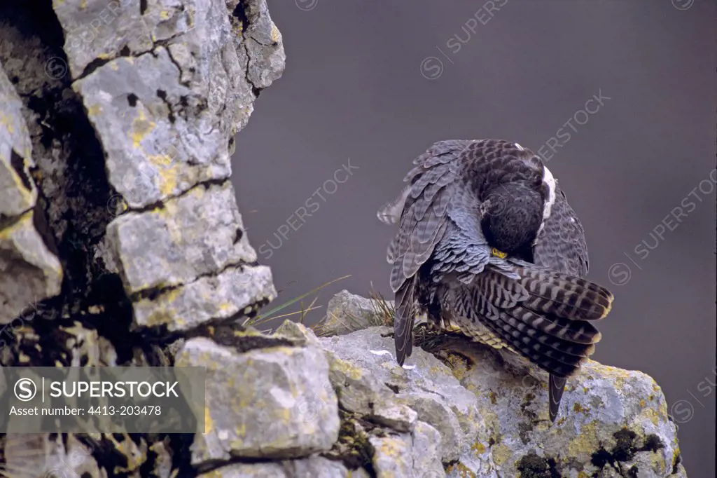Peregrine falcon grooming itself on a rock Doubs valley