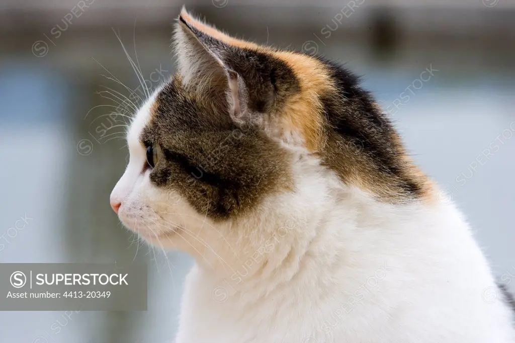 Tricolour she-cat France