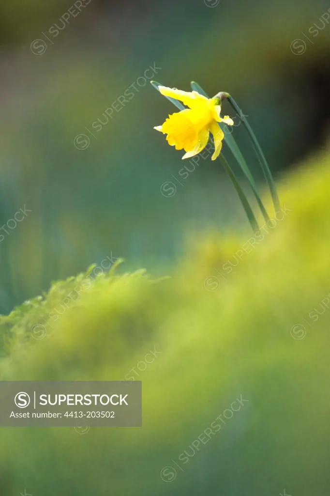 Daffodil in bloom in the Doubs valley France