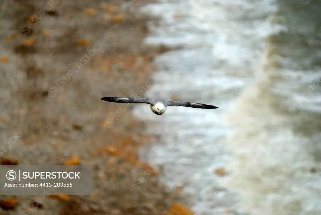 Northern fulmar flying Manvieu Cape Calvados France