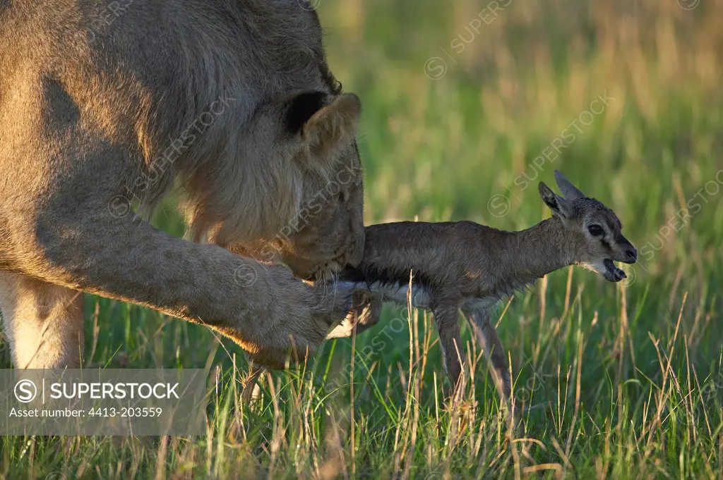 Lion playing with a young Gazelle Masai Mara Kenya