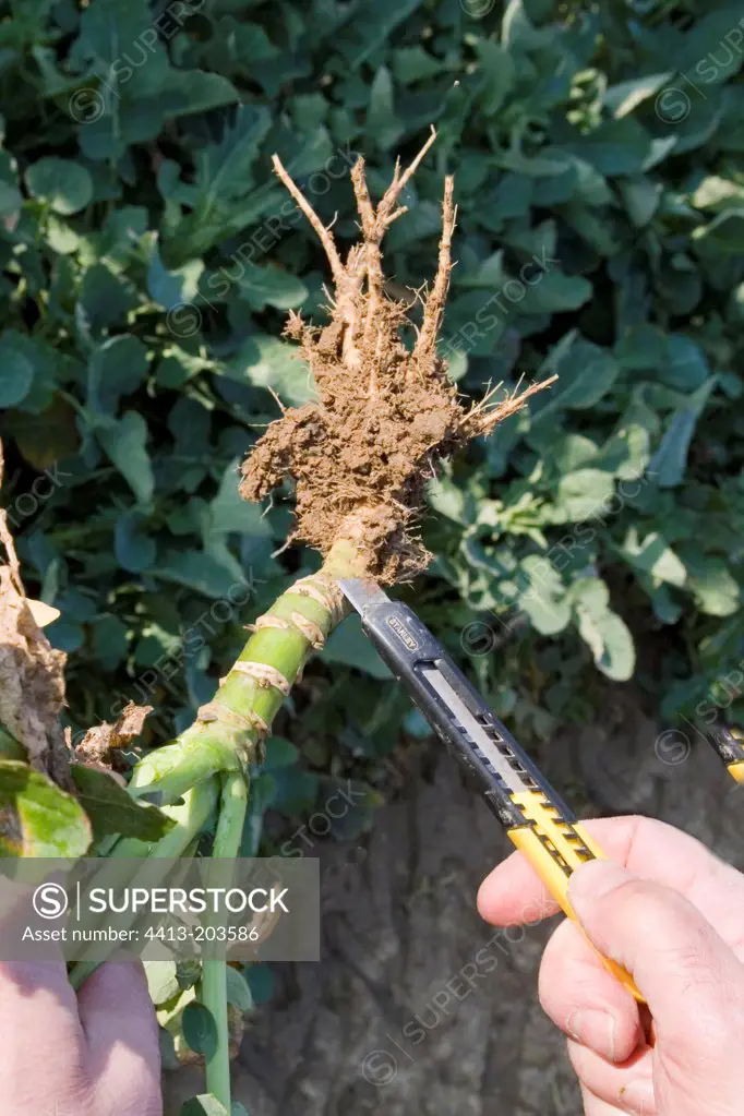 Elongation of a pivot of turnip plant France