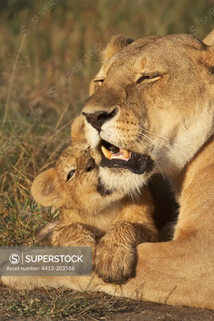 Lion cub nibbling its mother Masai Mara Kenya