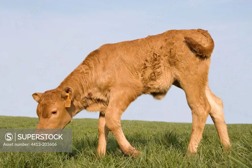 Young Limousin calf to the park during the last grass
