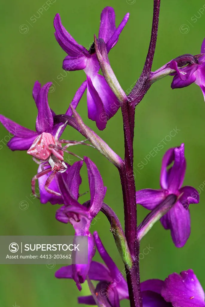 Crab Spider on Orchid Flower Maures Plain France