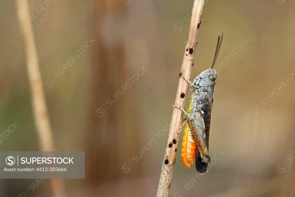Scrubland locust Plaine des Maures France