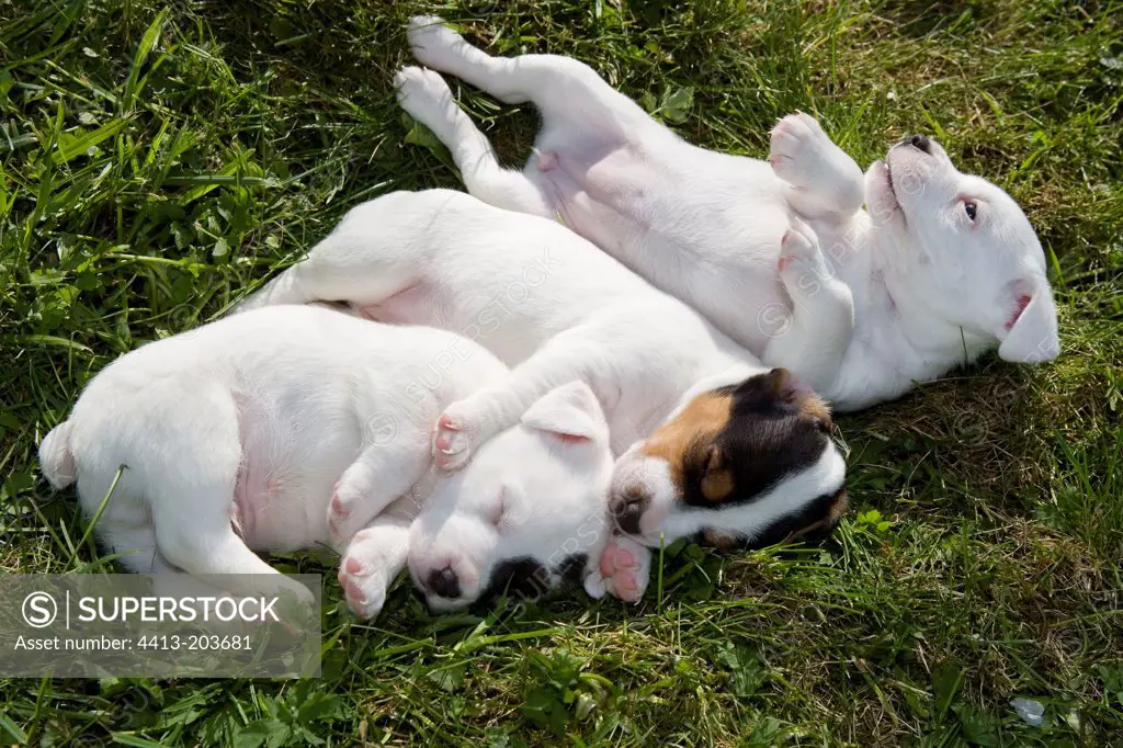 Litter of Jack Russell Terrier puppies lied down in grass