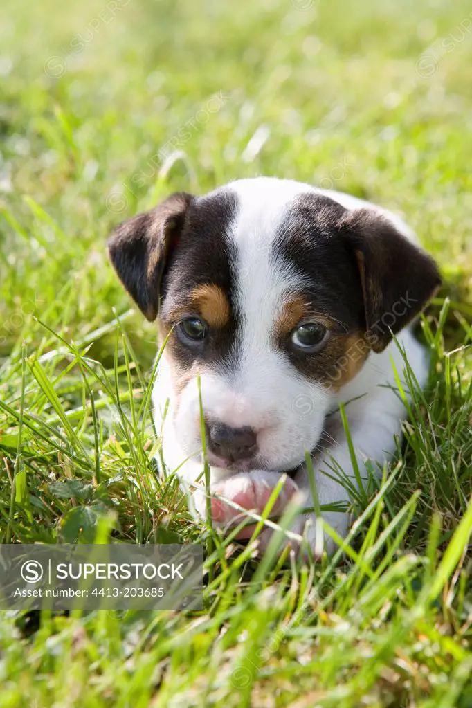 Jack Russell Terrier puppy lied down in grass France