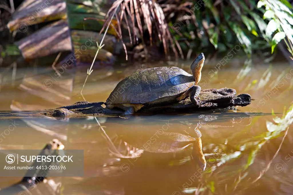 Black wood turtle warming itself at sun Costa Rica