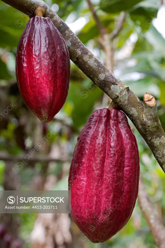 Ripe Cocoa pods on tree Costa Rica