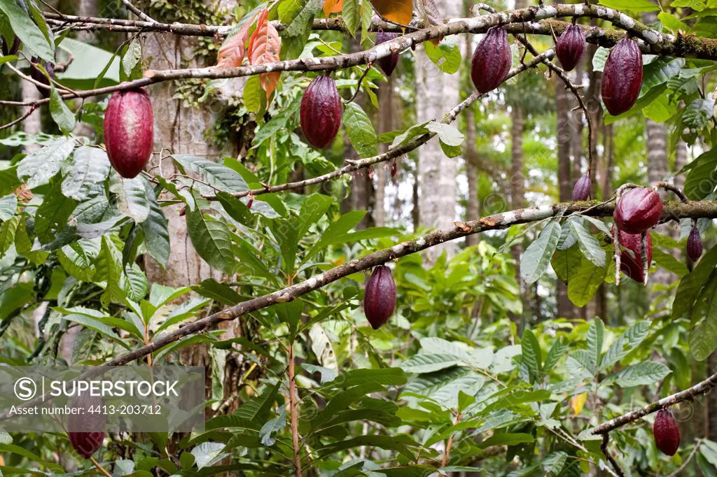 Ripe Cocoa pods on tree Costa Rica
